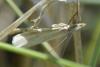 Crambus perlella